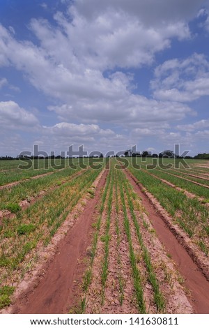 a field in the countryside in a rural environment