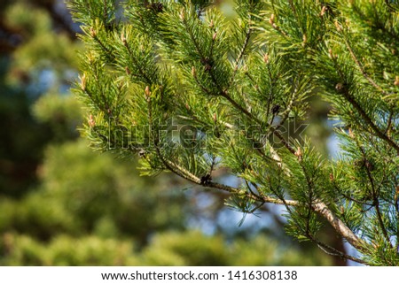 tree branches and leaves on blur background. abstract texture in nature