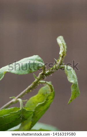 Aphid on a tree branch with leaves. Close-up. Macro. Pest for trees.