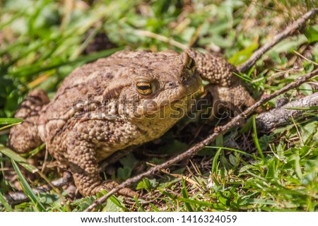 Common toad or European toad repose on green grass . Face portrait of large amphibian in the nature habitat