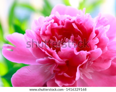 beautiful pink flower garden peony as a decoration of the park