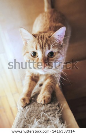 Ginger Hair Red Cat is Sharpening its Claws using Scraper at Home Royalty-Free Stock Photo #1416339314
