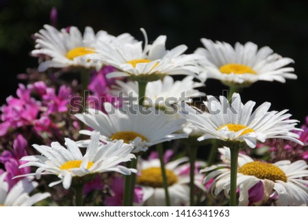 chamomile with a drop of water, closeup of white daisy flowers, chamomile