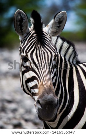 Portrait of a zebra head in close-up, showing details of the stripes. Picture taken wildlife safari in an African National Park.