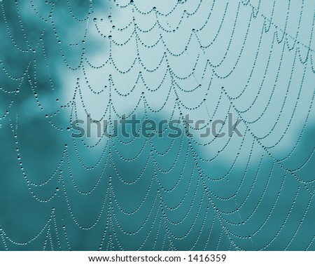 A colored photo of a spiderweb
