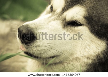 Alaskan Malamute breed dog close up. Selection focus. Shallow depth of field. Toned.