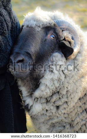 Cute sheep longing for love