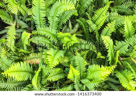 Beautiful nature pattern, natural green plants top view. Bright artistic wallpaper or background, minimal nature concept. Beautiful fern leaves green foliage natural floral fern background in sunlight
