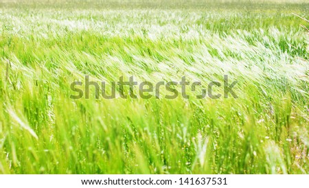 spikes in motion, tall grass