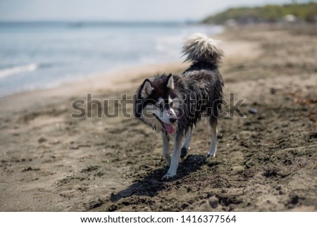 Female husky have some fun on the beach.