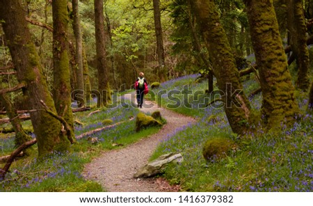 Hiking along the West Highland Way among tons of bluebells. Royalty-Free Stock Photo #1416379382