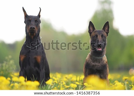 Young Belgian Malinois and Doberman dogs posing together sitting in a green grass with yellow dandelions in spring