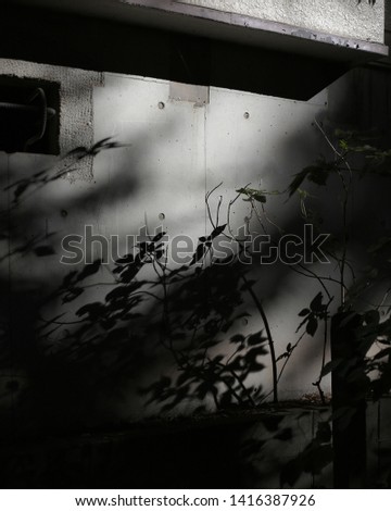 light and shadow of leaves shade on to walls variouse surface 