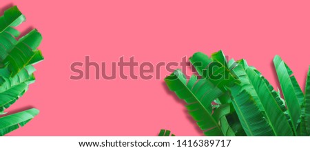 Green palm leaves, banana type on beautiful background And have space