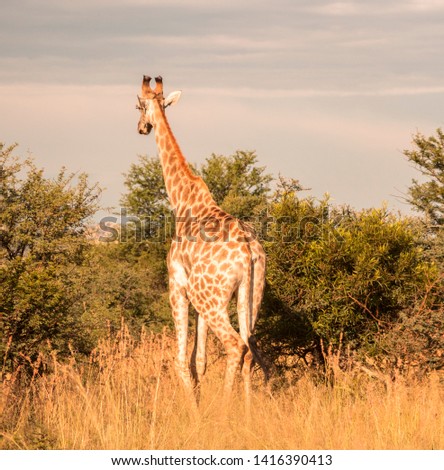 Giraffe in a National park, South Africa, wildlife