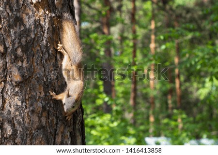 Squirrel runs through a tree in the summer forest