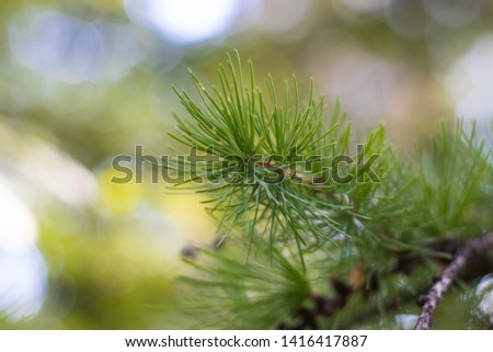 Conifer twig on blurred background. Background picture, nature in spring. Young shoots of pine.