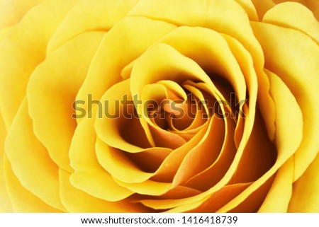 Yellow rose macro background. Flower closeup texture.