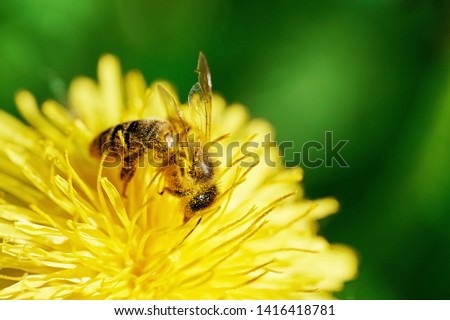 Bee covered with pollen working on the yellow dandelion in spring morning. Macro photo