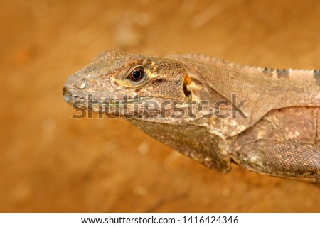 Detail portrait of lizard from tropic nature. Lizard Black Iguana, Ctenosaura similis, sitting on the stone. Wildlife animal scene from nature. Summer day with lizard with long tail, Central America.