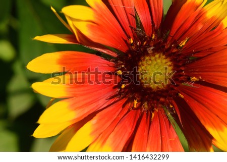 Close-up look of blooming garden flower 
