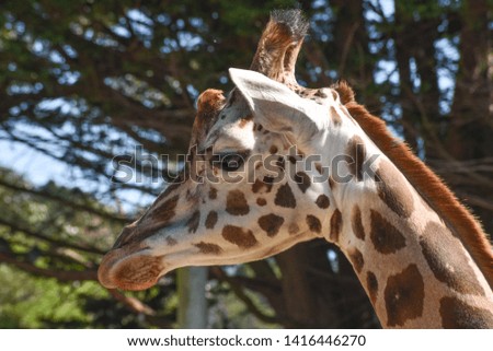 portrait of a giraffe close up
