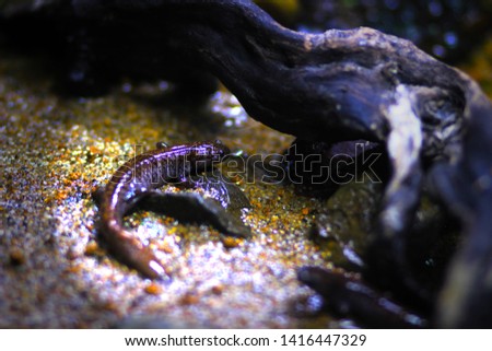 A salamander in a tank