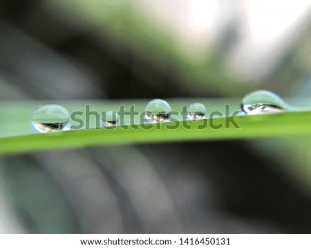 Close up morning dew on leaf