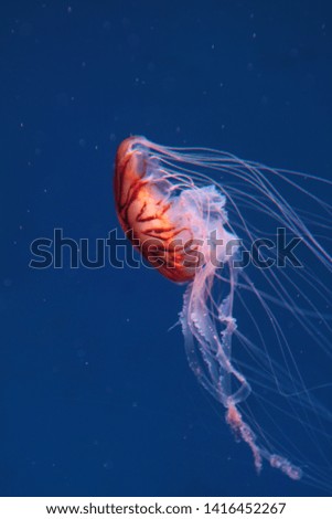 Beautiful jellyfish underwater in aquarium
