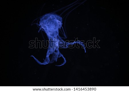  jelly fish underwater  in aquarium