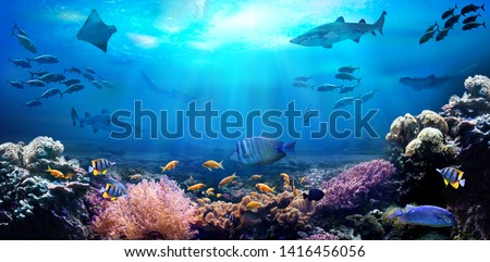 Underwater view of the coral reef. Life in the ocean. School of fish. Royalty-Free Stock Photo #1416456056
