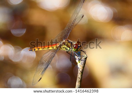 Japanese dragonfly,Synpetrum Frequens.Hanamaki Iwate Japan.Early September.