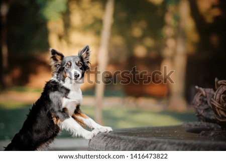 Border collie dog at the morning