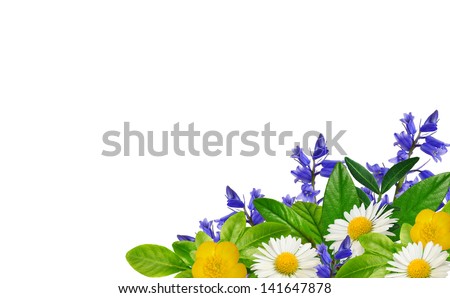 Daisies, blue and yellow wild flowers and green leaves on the white background Royalty-Free Stock Photo #141647878
