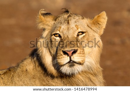 African lion (Panthera leo) - Young male, Kruger National Park, South Africa.