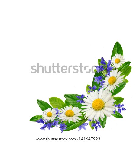Bouquet  of daisies, blue flowers and leaves on the white background Royalty-Free Stock Photo #141647923