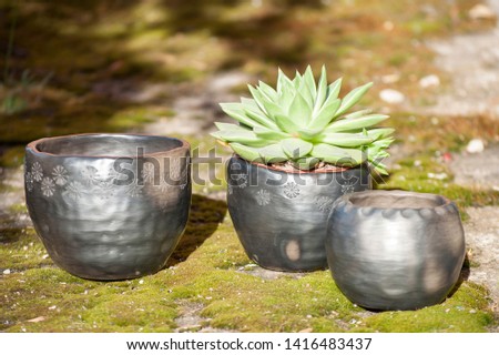Closeup of unique handmade planter of black pottery with succulent in morning sunlight and green grass on background.