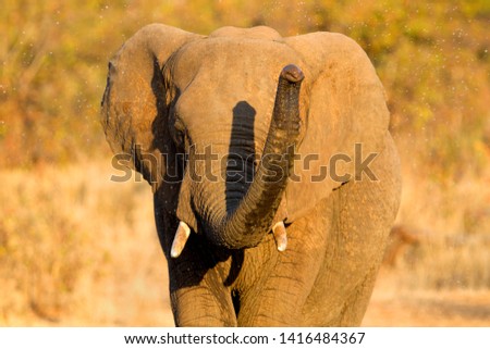 African Elephants (Loxodonta africana) - Young, Kruger National Park, South Africa.