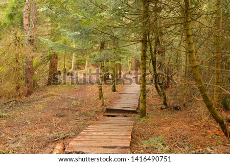 Old forest with trees, fresh verdure, Poland