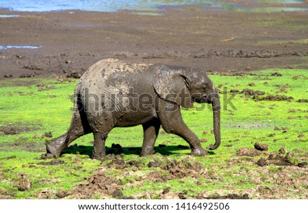 African Elephant (Loxodonta africana) - young,  in the mud, Shingwedzi river, Kruger National Park, South Africa.