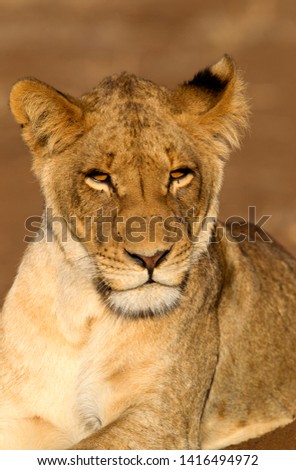African lion (Panthera leo) - Female, Kruger National Park, South Africa.