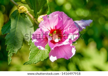 Chinese Hibiscus. Flower pink hibiscus. Chinese rose picture close up.