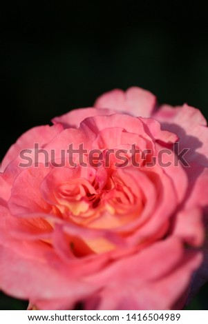 garden roses on a bush, selective focus