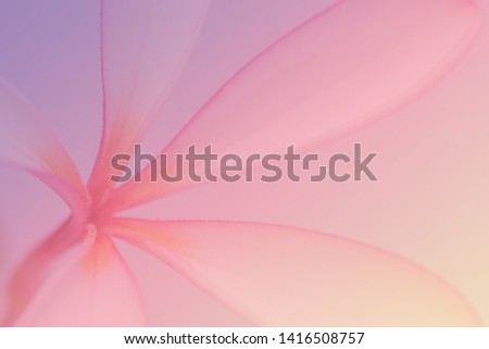 Tropical sweet pink plumeria or frangipani  flowers textured for background. Soft tone.