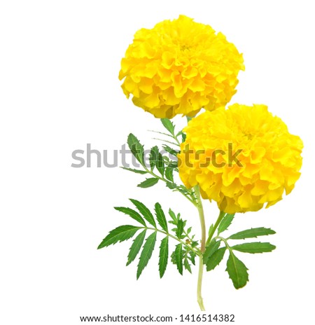 A beautiful yellow marigold isolated on white