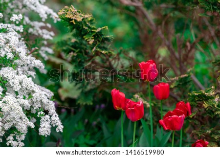 an image with greenery there is a rich green color of grass as well as white flowers with a beautiful texture growing on a bush next to there are red tulips