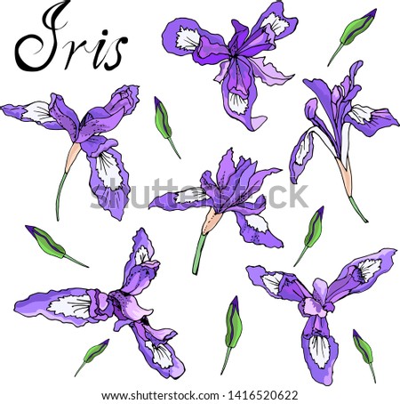 Flowers irises design element vector figure irises set 