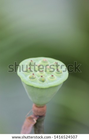 Close-up pictures of beautiful lotus seeds  Natural background