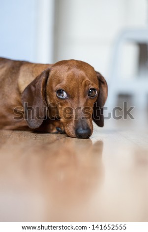 Brown dog, dachshund, lying on the floor in the modern interior
