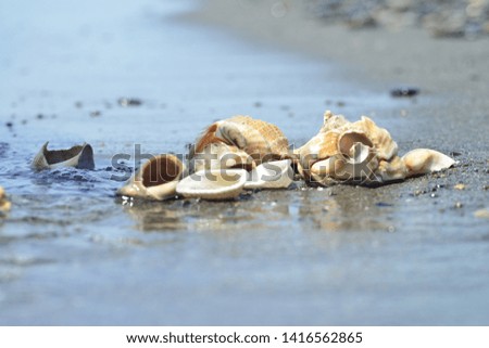 seashells of different colors,krasivyye rakushki na peske